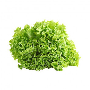 Alface Crespa Orgânica