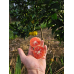 Laranja Sanguínea Orgânica 500g